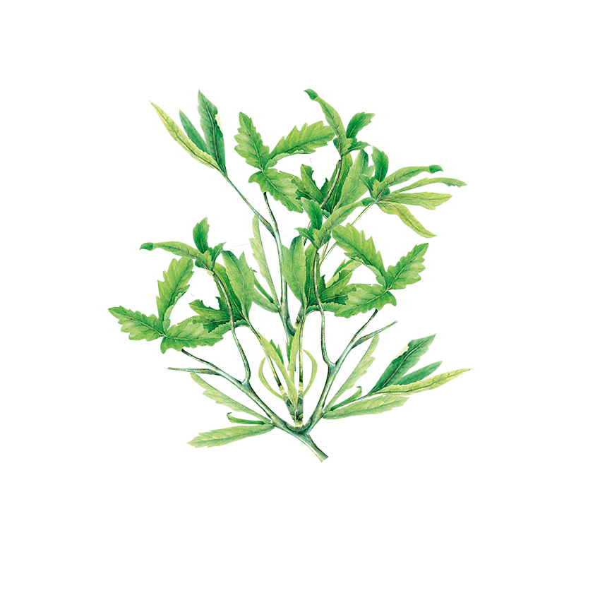 Okra Leaves Supplement