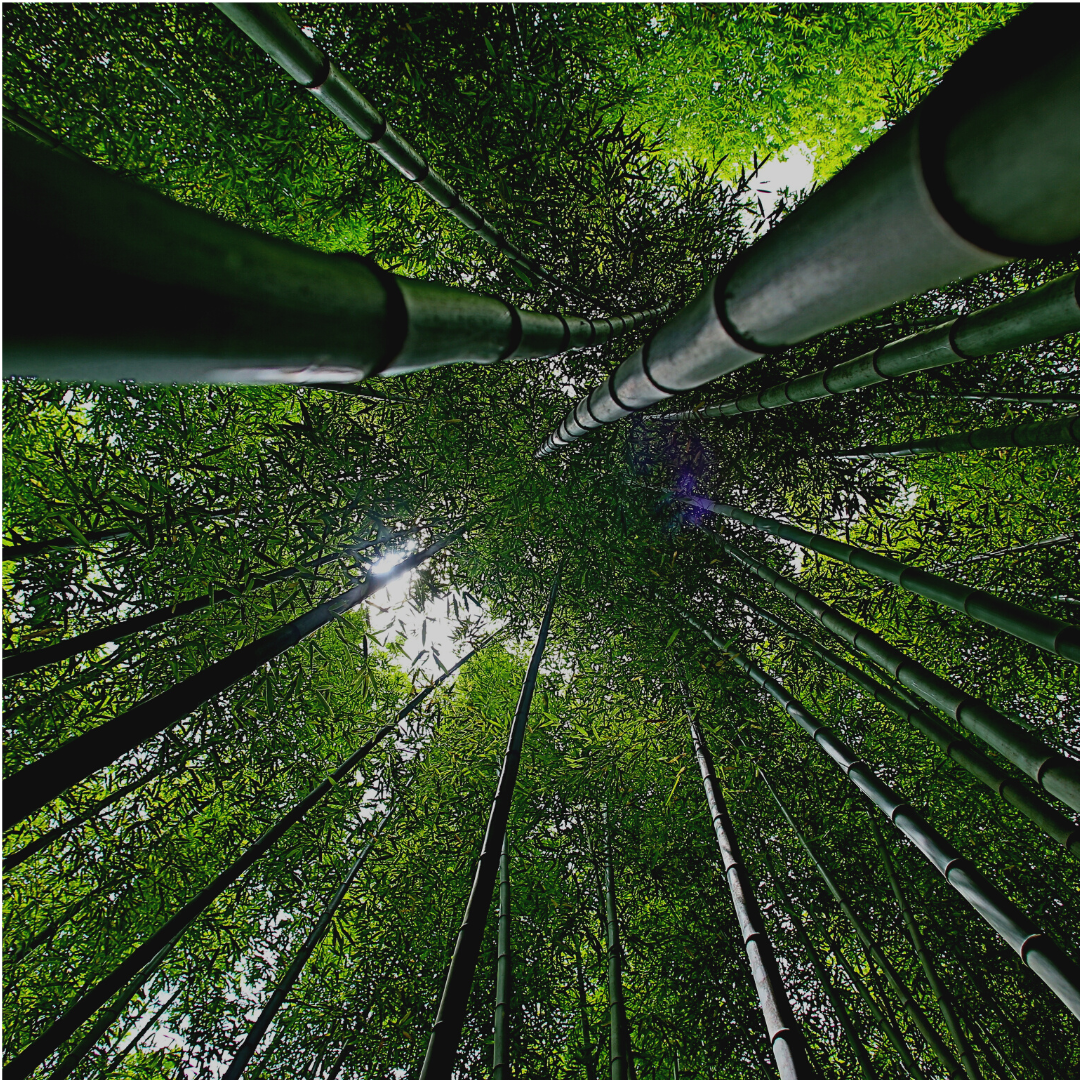 Bamboo and Sustainability