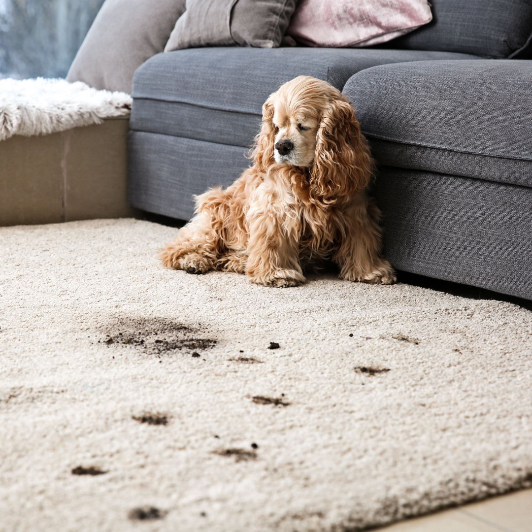 Say Goodbye to Carpet Catastrophes: Expert Tips for Fresh, Clean Carpets!