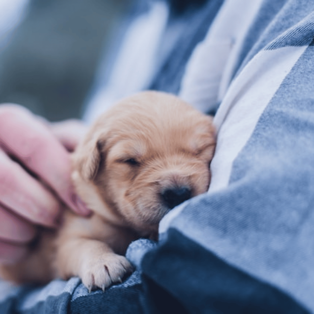 Pet-Safe Essential Oils: A Natural Way to Improve Your Pet's Well-being
