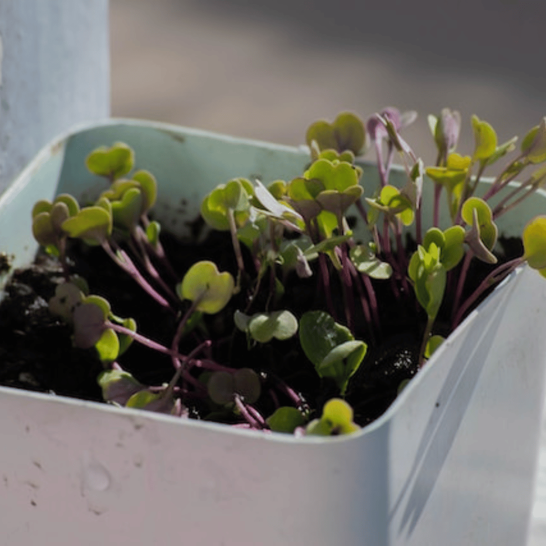 Grow Your Own: A Simple Solution for Fresh Produce