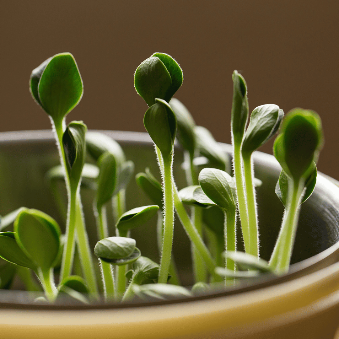 Upcycle Your Milk Containers for Window Microgreens