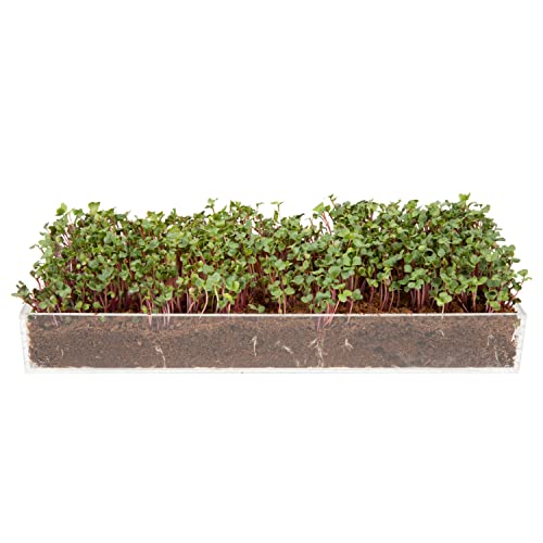 Microgreens Grow Kit | Non-GMO Seeds, Fiber Soil, Indoor & Outdoor Use