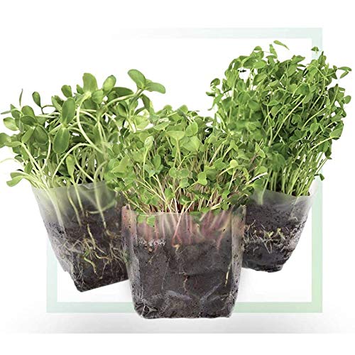 Microgreens Grow Kit | Assorted Seeds, Indoor Starter, Includes Organic Soil