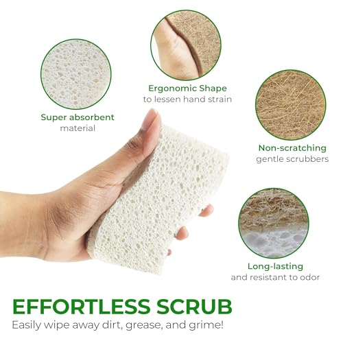 Sponge | Biodegradable, Compostable, Pack of 12