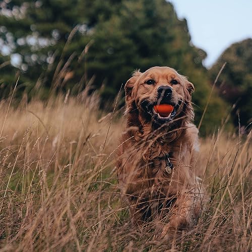 Dog Toy | Natural Rubber, Fetch & Launcher Compatible, Bright Orange