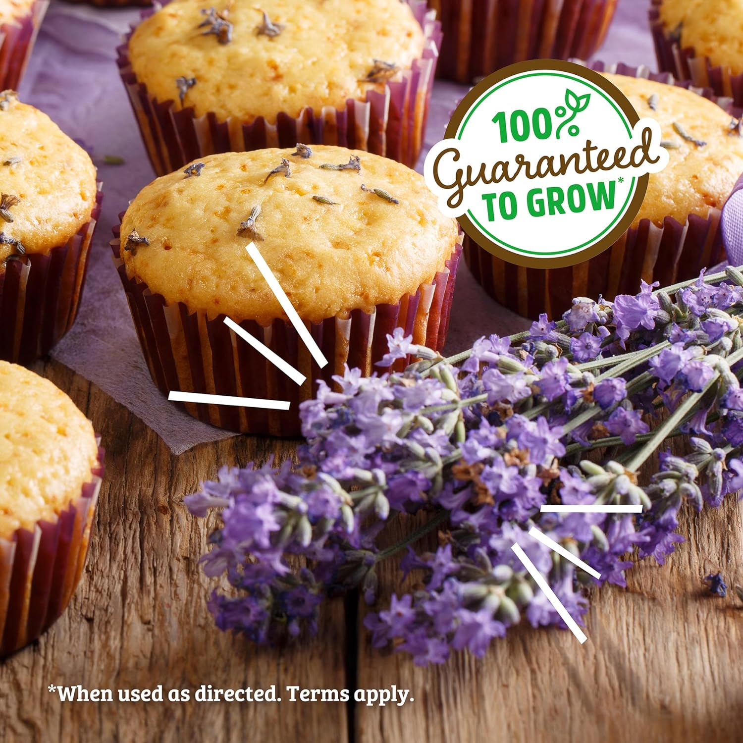 Organic Plant Grow Kit | Lavender
