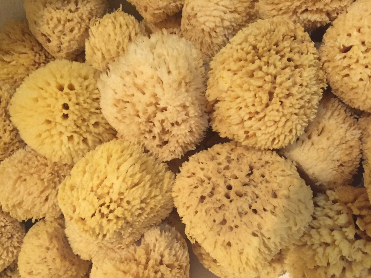 Natural Sea Wool Sponges