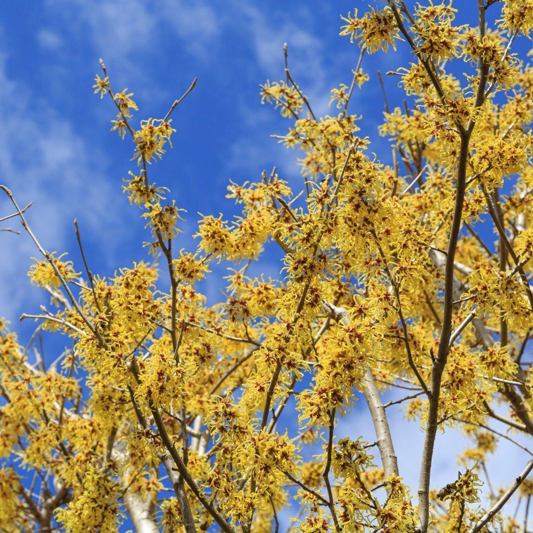 Alcohol Free Witch Hazel Face Toner