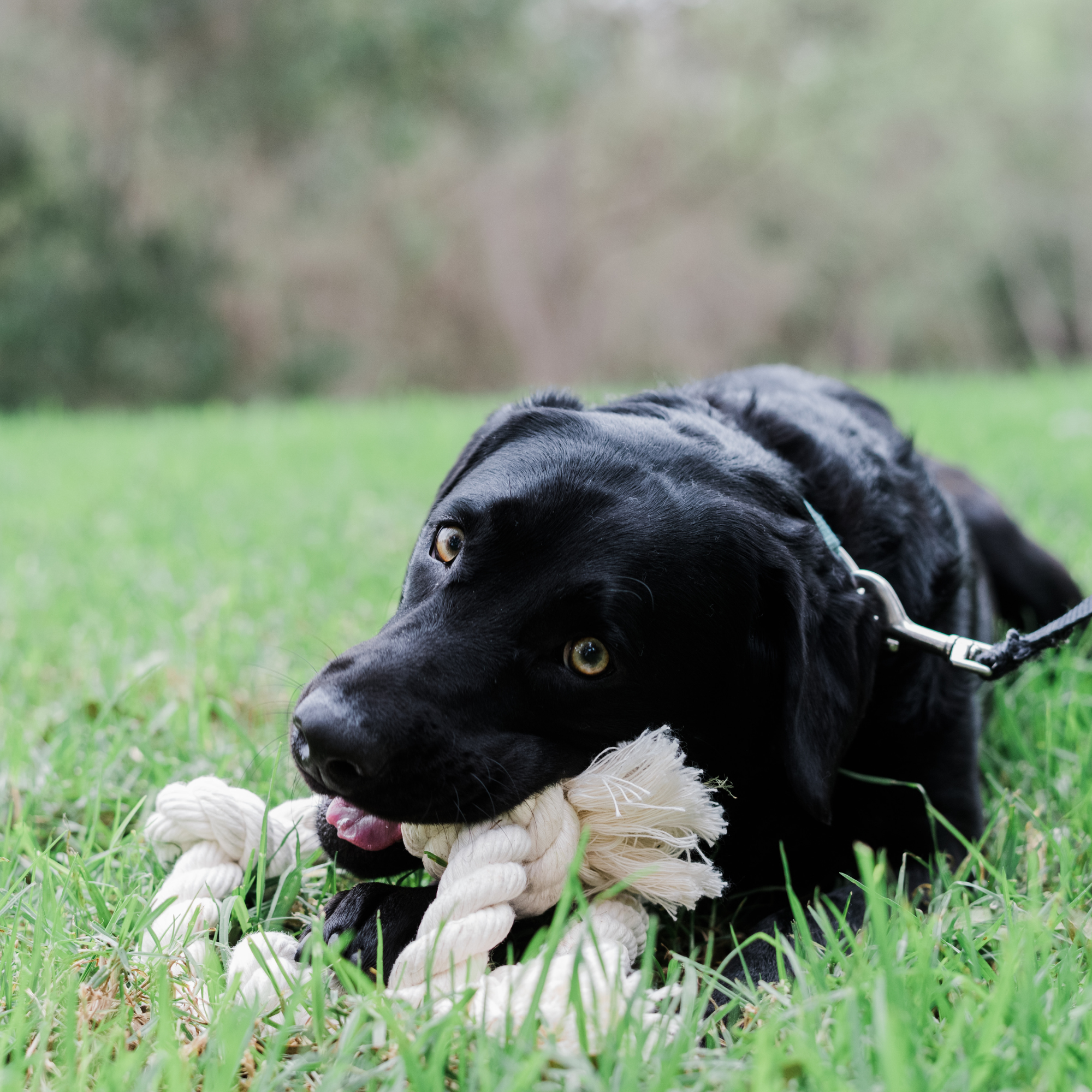 100% Organic Cotton Rope Dog Toy